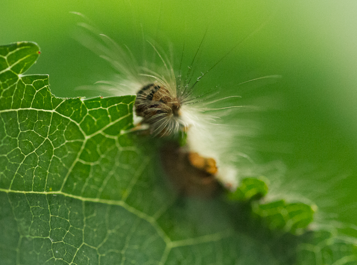 Wat voor vlinder wordt dit later ?